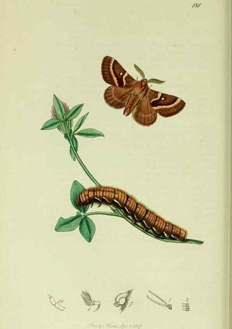 Reproducción/Reproduction 49640703606: British entomology :. London,Printed for the author,1823-1840 [i.e. 1840].. 
