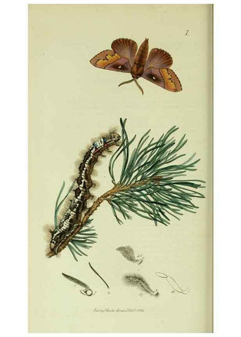 Reproducción/Reproduction 49640977322: British entomology :. London,Printed for the author,1823-1840 [i.e. 1840].. 