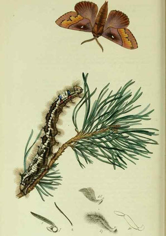 Reproducción/Reproduction 49640977322: British entomology :. London,Printed for the author,1823-1840 [i.e. 1840].. 