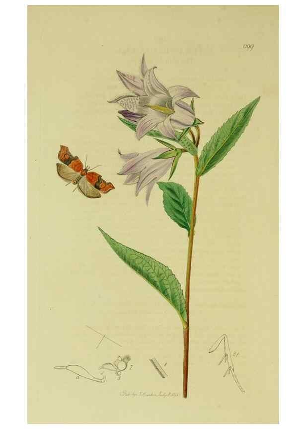 Reproducción/Reproduction 49640794156: British entomology :. London,Printed for the author,1823-1840 [i.e. 1840].. 