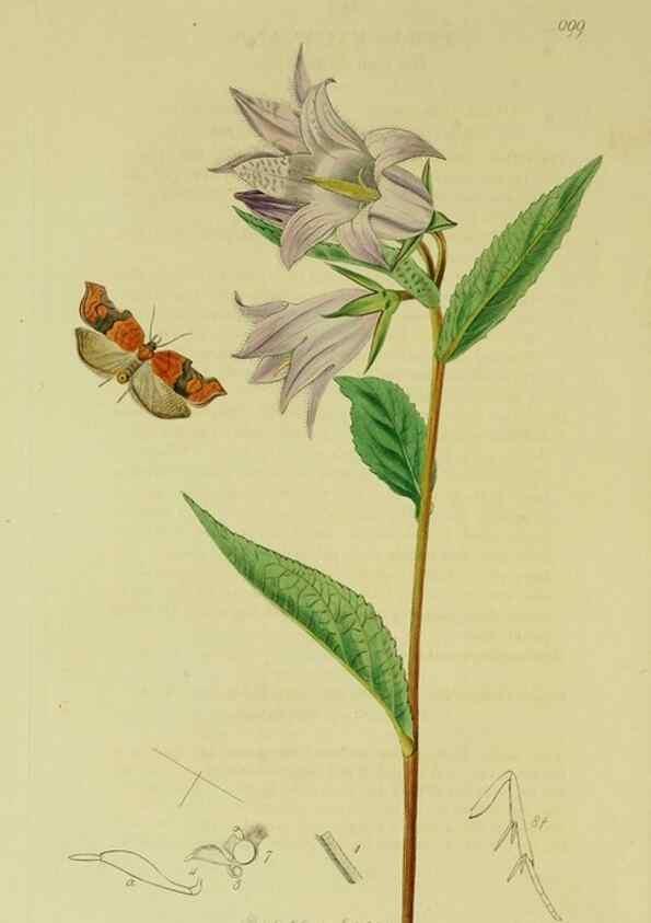 Reproducción/Reproduction 49640794156: British entomology :. London,Printed for the author,1823-1840 [i.e. 1840].. 
