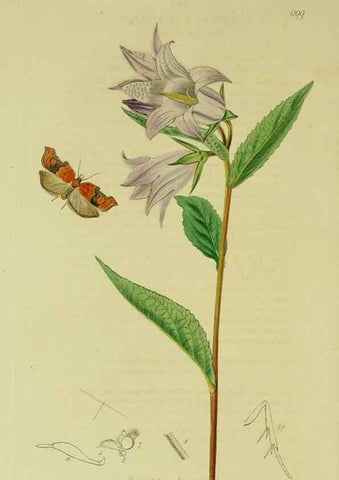 Reproducción/Reproduction 49640794156: British entomology :. London,Printed for the author,1823-1840 [i.e. 1840].. 