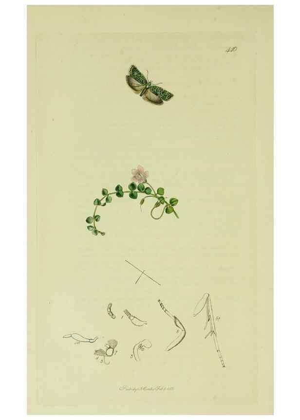 Reproducción/Reproduction 49640272168: British entomology :. London,Printed for the author,1823-1840 [i.e. 1840].. 