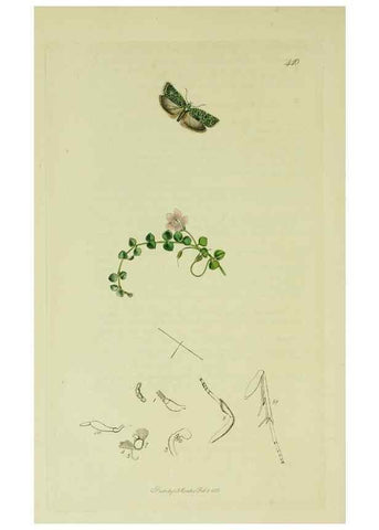 Reproducción/Reproduction 49640272168: British entomology :. London,Printed for the author,1823-1840 [i.e. 1840].. 