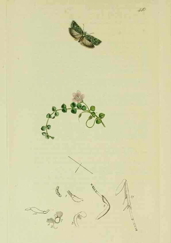 Reproducción/Reproduction 49640272168: British entomology :. London,Printed for the author,1823-1840 [i.e. 1840].. 