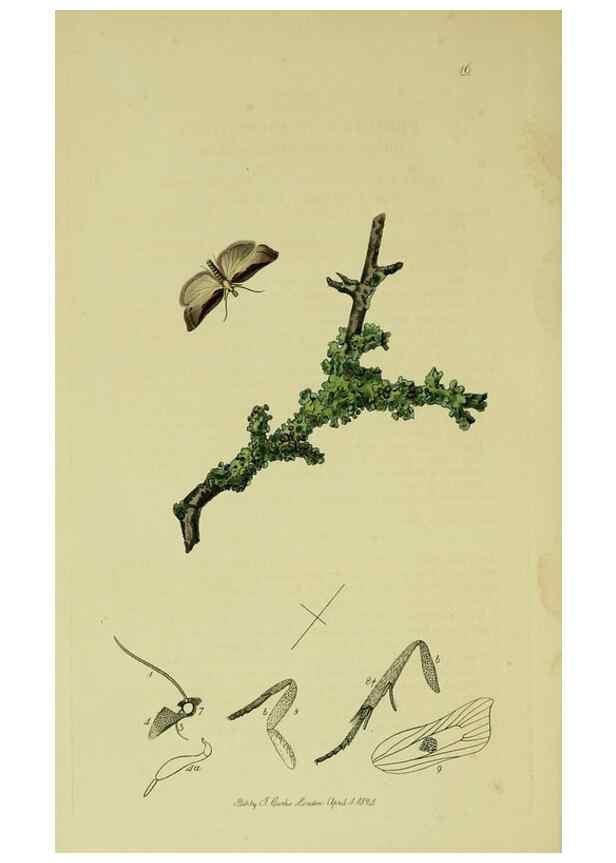 Reproducción/Reproduction 49641068772: British entomology :. London,Printed for the author,1823-1840 [i.e. 1840].. 