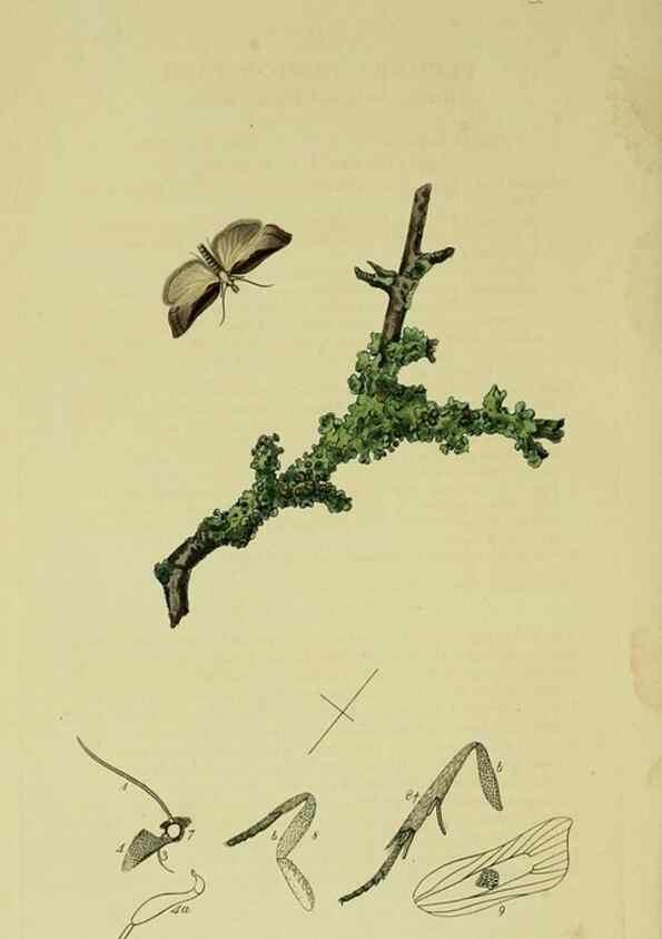 Reproducción/Reproduction 49641068772: British entomology :. London,Printed for the author,1823-1840 [i.e. 1840].. 