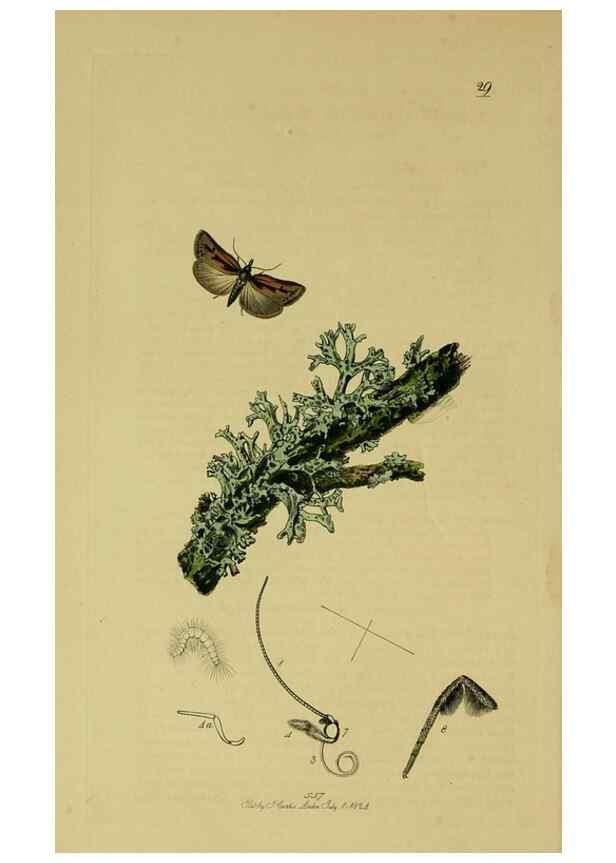 Reproducción/Reproduction 49641069132: British entomology :. London,Printed for the author,1823-1840 [i.e. 1840].. 