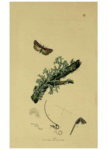 Reproducción/Reproduction 49641069132: British entomology :. London,Printed for the author,1823-1840 [i.e. 1840].. 