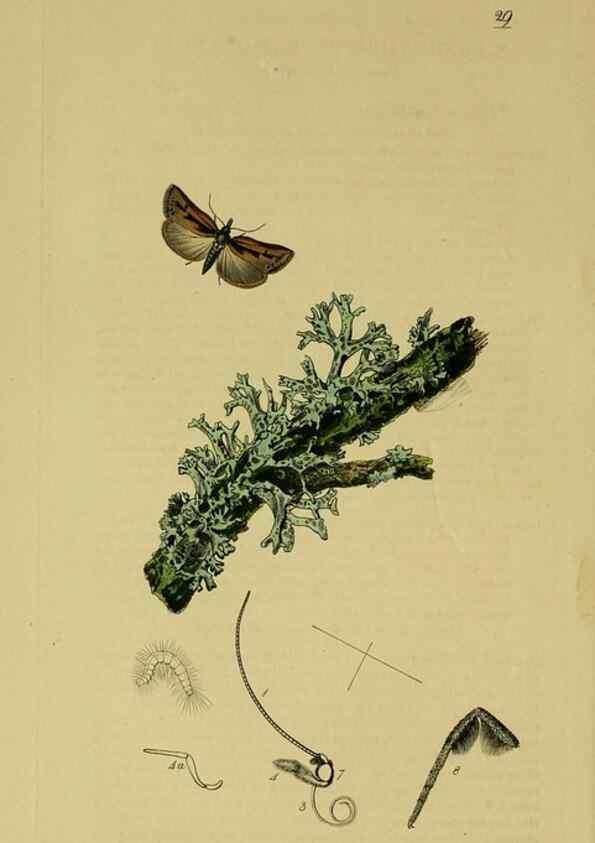 Reproducción/Reproduction 49641069132: British entomology :. London,Printed for the author,1823-1840 [i.e. 1840].. 