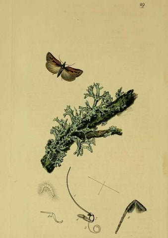 Reproducción/Reproduction 49641069132: British entomology :. London,Printed for the author,1823-1840 [i.e. 1840].. 