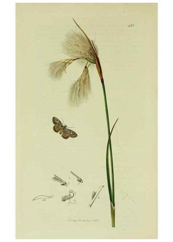 Reproducción/Reproduction 49641069447: British entomology :. London,Printed for the author,1823-1840 [i.e. 1840].. 