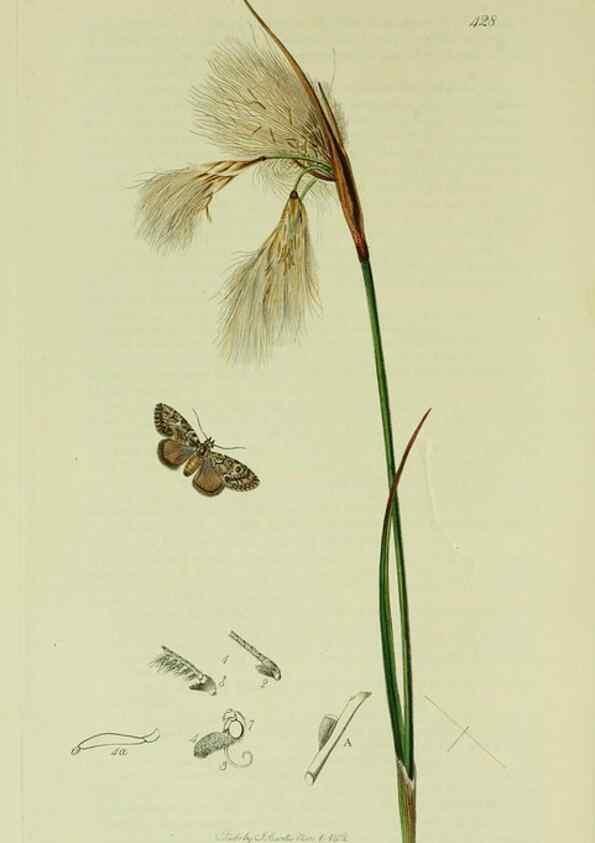 Reproducción/Reproduction 49641069447: British entomology :. London,Printed for the author,1823-1840 [i.e. 1840].. 