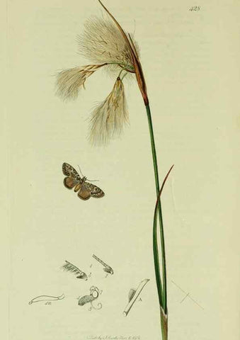 Reproducción/Reproduction 49641069447: British entomology :. London,Printed for the author,1823-1840 [i.e. 1840].. 