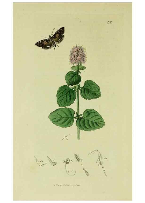 Reproducción/Reproduction 49640273733: British entomology :. London,Printed for the author,1823-1840 [i.e. 1840].. 