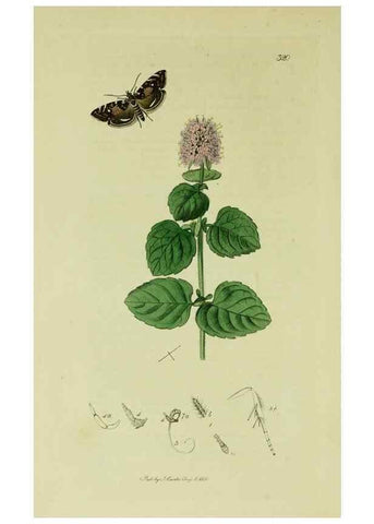 Reproducción/Reproduction 49640273733: British entomology :. London,Printed for the author,1823-1840 [i.e. 1840].. 