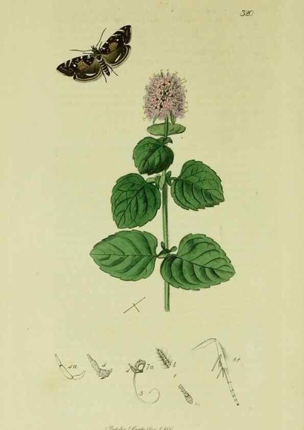 Reproducción/Reproduction 49640273733: British entomology :. London,Printed for the author,1823-1840 [i.e. 1840].. 