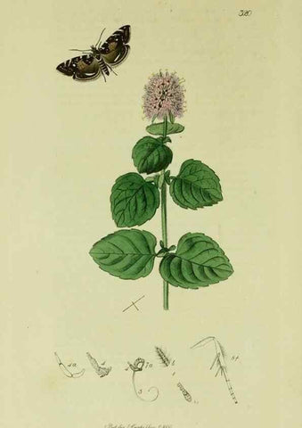 Reproducción/Reproduction 49640273733: British entomology :. London,Printed for the author,1823-1840 [i.e. 1840].. 