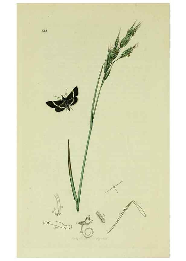 Reproducción/Reproduction 49640274148: British entomology :. London,Printed for the author,1823-1840 [i.e. 1840].. 