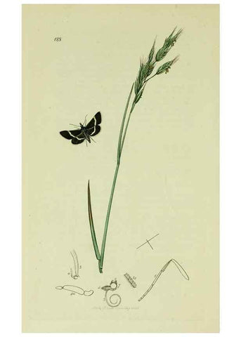 Reproducción/Reproduction 49640274148: British entomology :. London,Printed for the author,1823-1840 [i.e. 1840].. 
