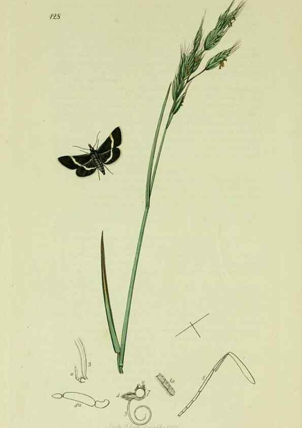 Reproducción/Reproduction 49640274148: British entomology :. London,Printed for the author,1823-1840 [i.e. 1840].. 