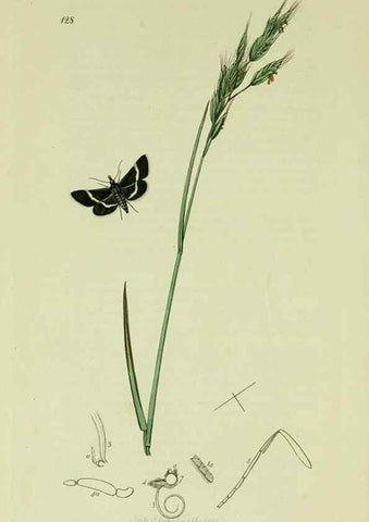 Reproducción/Reproduction 49640274148: British entomology :. London,Printed for the author,1823-1840 [i.e. 1840].. 