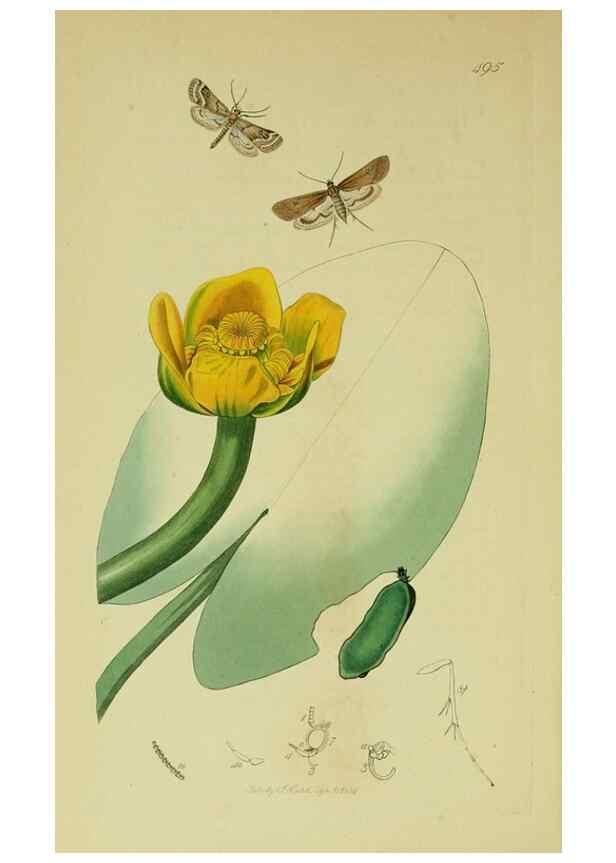 Reproducción/Reproduction 49640796911: British entomology :. London,Printed for the author,1823-1840 [i.e. 1840].. 