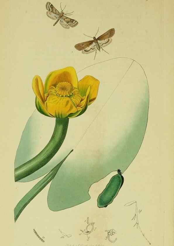 Reproducción/Reproduction 49640796911: British entomology :. London,Printed for the author,1823-1840 [i.e. 1840].. 
