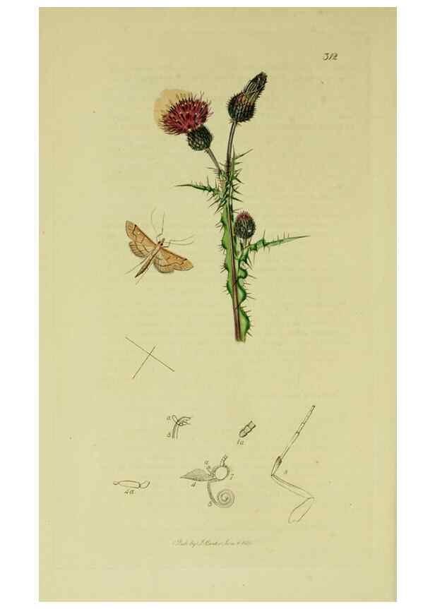 Reproducción/Reproduction 49641070947: British entomology :. London,Printed for the author,1823-1840 [i.e. 1840].. 