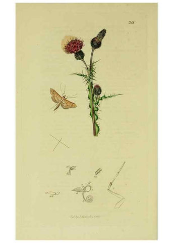 Reproducción/Reproduction 49641070947: British entomology :. London,Printed for the author,1823-1840 [i.e. 1840].. 