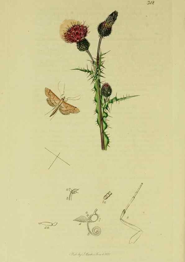 Reproducción/Reproduction 49641070947: British entomology :. London,Printed for the author,1823-1840 [i.e. 1840].. 