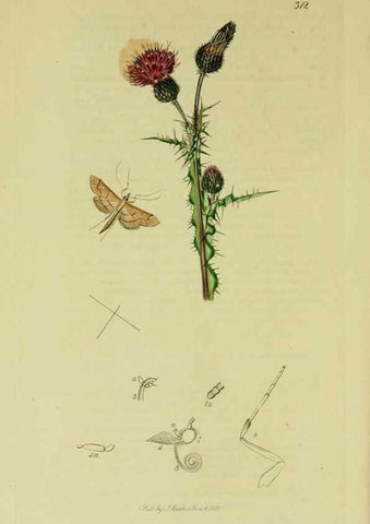 Reproducción/Reproduction 49641070947: British entomology :. London,Printed for the author,1823-1840 [i.e. 1840].. 