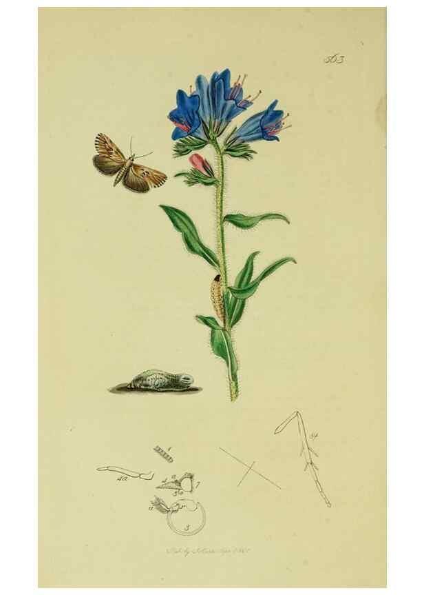 Reproducción/Reproduction 49641071257: British entomology :. London,Printed for the author,1823-1840 [i.e. 1840].. 