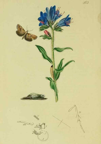 Reproducción/Reproduction 49641071257: British entomology :. London,Printed for the author,1823-1840 [i.e. 1840].. 