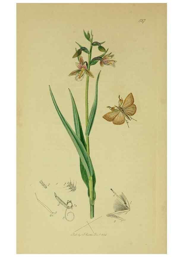 Reproducción/Reproduction 49641071647: British entomology :. London,Printed for the author,1823-1840 [i.e. 1840].. 