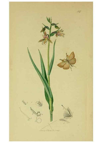 Reproducción/Reproduction 49641071647: British entomology :. London,Printed for the author,1823-1840 [i.e. 1840].. 