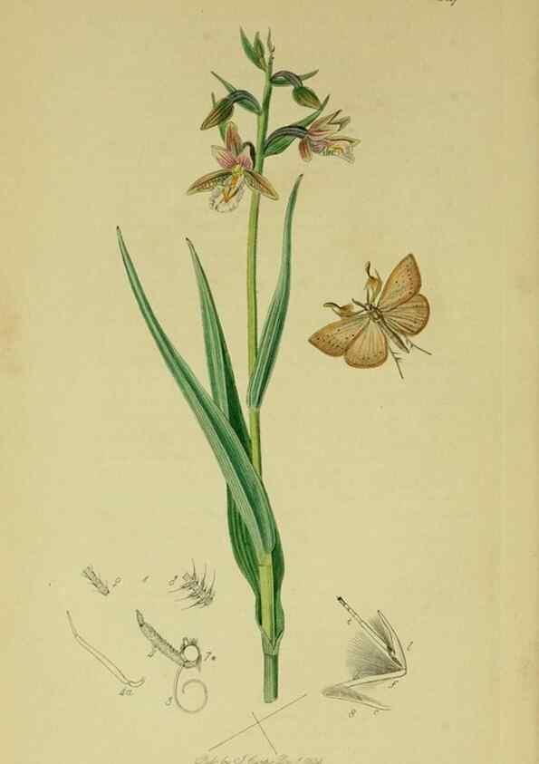 Reproducción/Reproduction 49641071647: British entomology :. London,Printed for the author,1823-1840 [i.e. 1840].. 