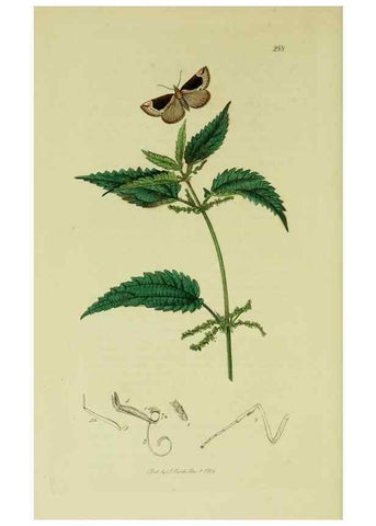 Reproducción/Reproduction 49640798241: British entomology :. London,Printed for the author,1823-1840 [i.e. 1840].. 