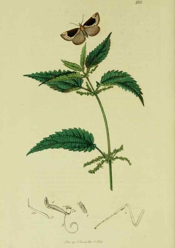 Reproducción/Reproduction 49640798241: British entomology :. London,Printed for the author,1823-1840 [i.e. 1840].. 
