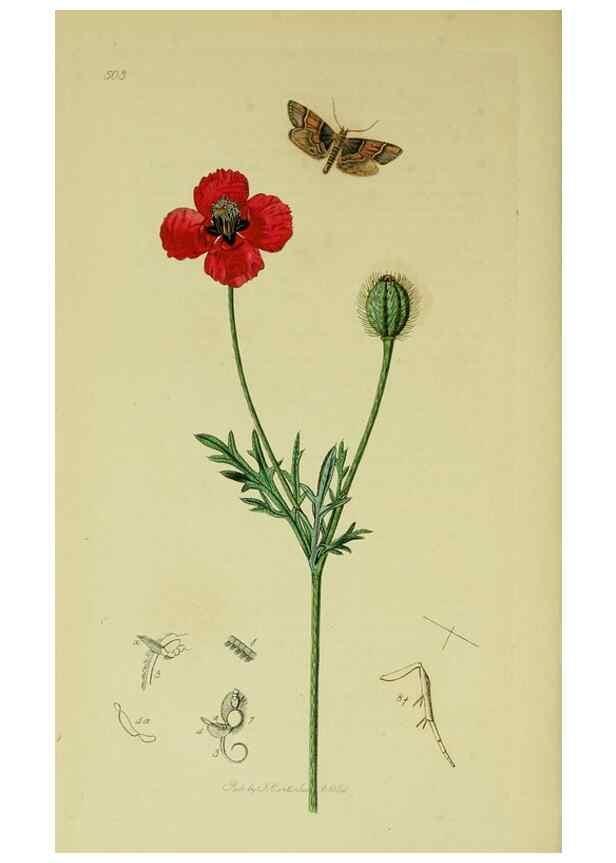 Reproducción/Reproduction 49640798651: British entomology :. London,Printed for the author,1823-1840 [i.e. 1840].. 