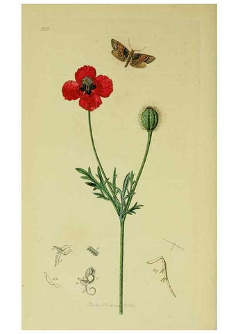 Reproducción/Reproduction 49640798651: British entomology :. London,Printed for the author,1823-1840 [i.e. 1840].. 