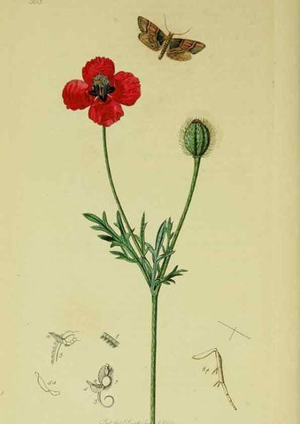 Reproducción/Reproduction 49640798651: British entomology :. London,Printed for the author,1823-1840 [i.e. 1840].. 