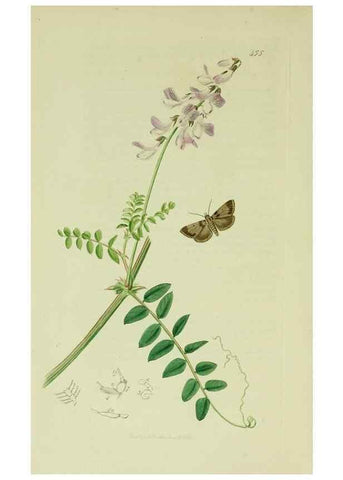 Reproducción/Reproduction 49640276768: British entomology :. London,Printed for the author,1823-1840 [i.e. 1840].. 