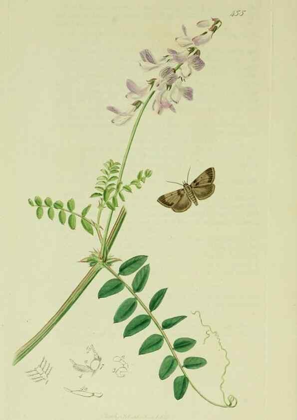 Reproducción/Reproduction 49640276768: British entomology :. London,Printed for the author,1823-1840 [i.e. 1840].. 