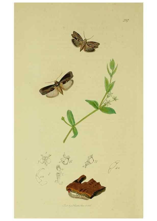 Reproducción/Reproduction 49640277068: British entomology :. London,Printed for the author,1823-1840 [i.e. 1840].. 