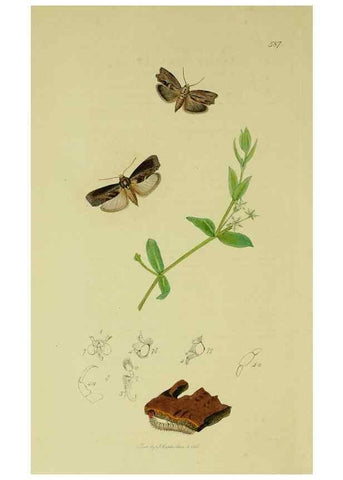 Reproducción/Reproduction 49640277068: British entomology :. London,Printed for the author,1823-1840 [i.e. 1840].. 