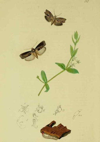 Reproducción/Reproduction 49640277068: British entomology :. London,Printed for the author,1823-1840 [i.e. 1840].. 