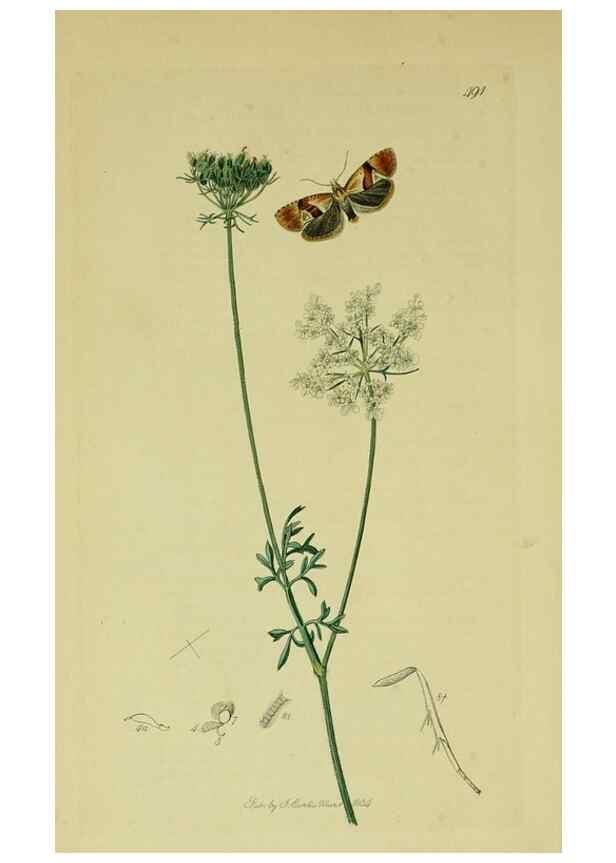 Reproducción/Reproduction 49640271288: British entomology :. London,Printed for the author,1823-1840 [i.e. 1840].. 