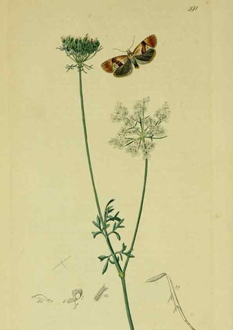 Reproducción/Reproduction 49640271288: British entomology :. London,Printed for the author,1823-1840 [i.e. 1840].. 