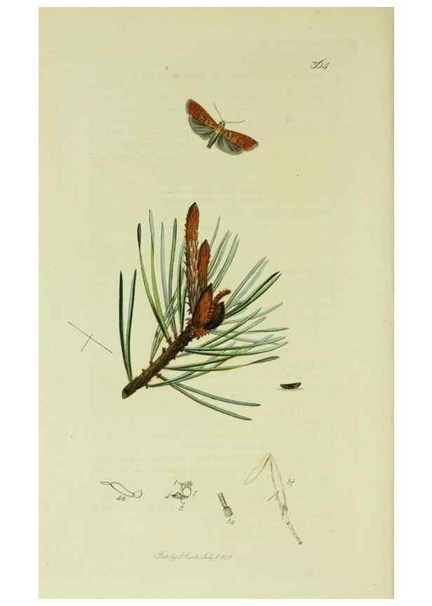 Reproducción/Reproduction 49641067207: British entomology :. London,Printed for the author,1823-1840 [i.e. 1840].. 